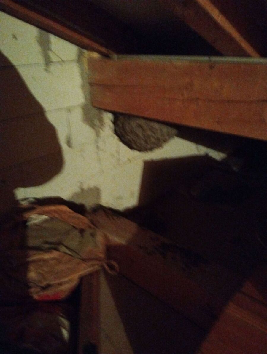  Bienennest entfernen.jpeg