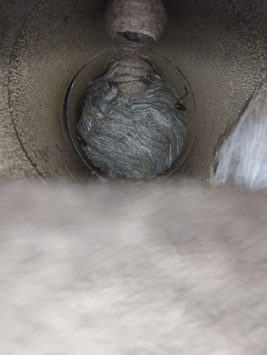  Bienennest entfernen.jpeg