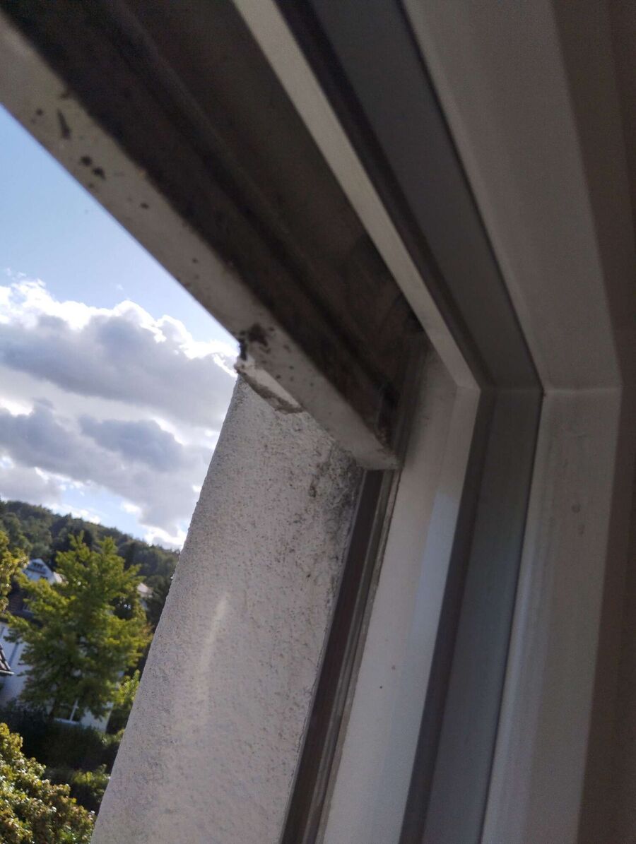  Bienennest entfernen