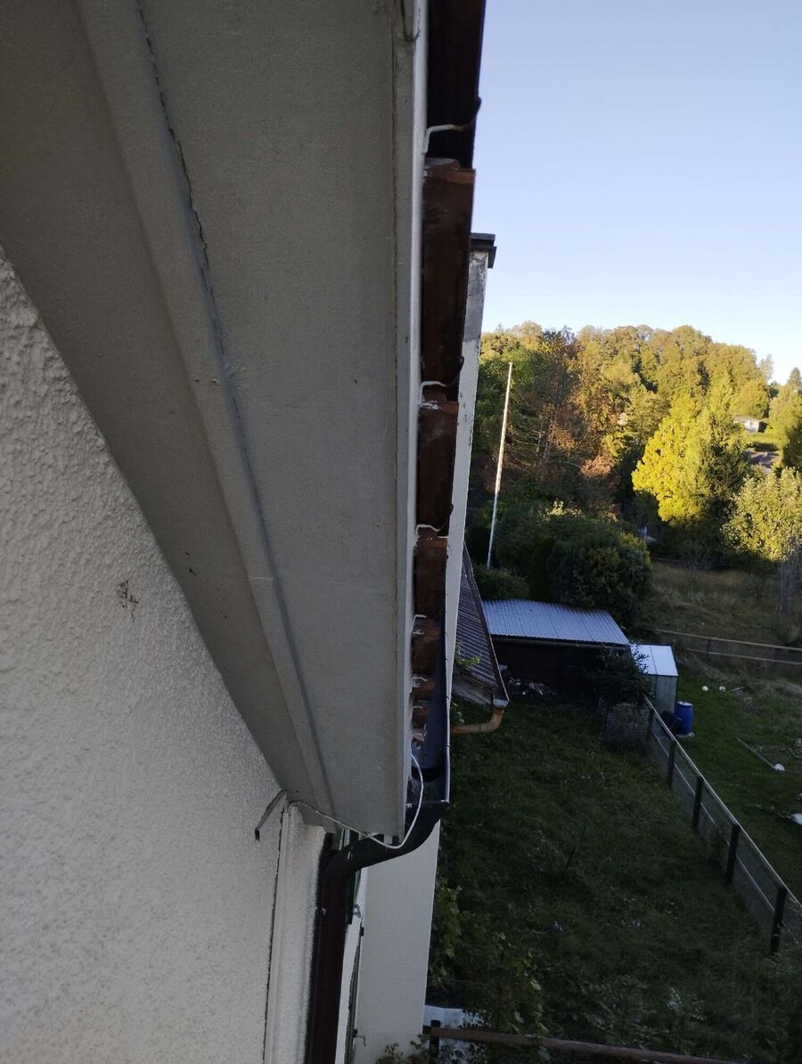 Bienen umsiedeln &  Bienennest entfernen 