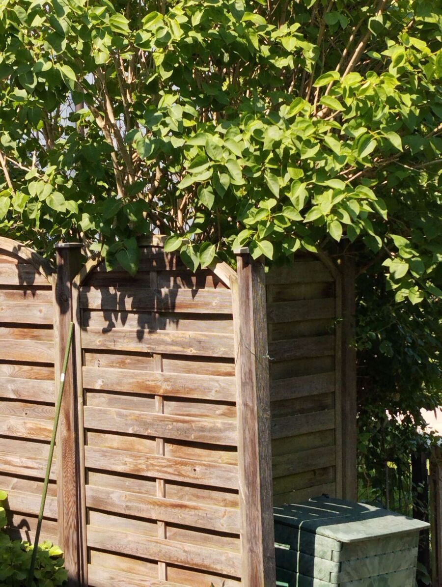 Bienen umsiedeln &  Bienennest entfernen 