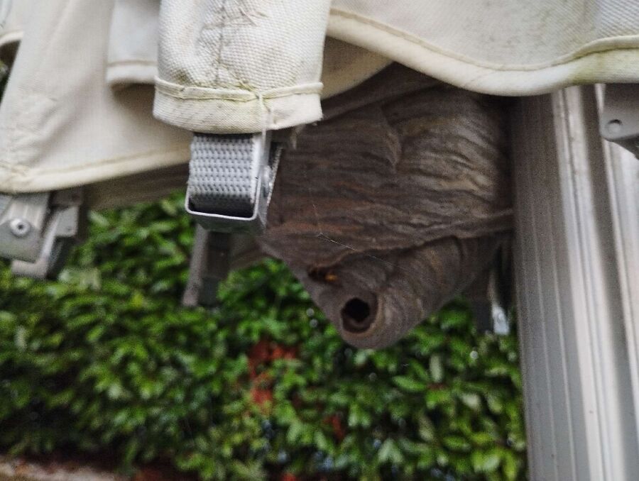  Bienennest entfernen