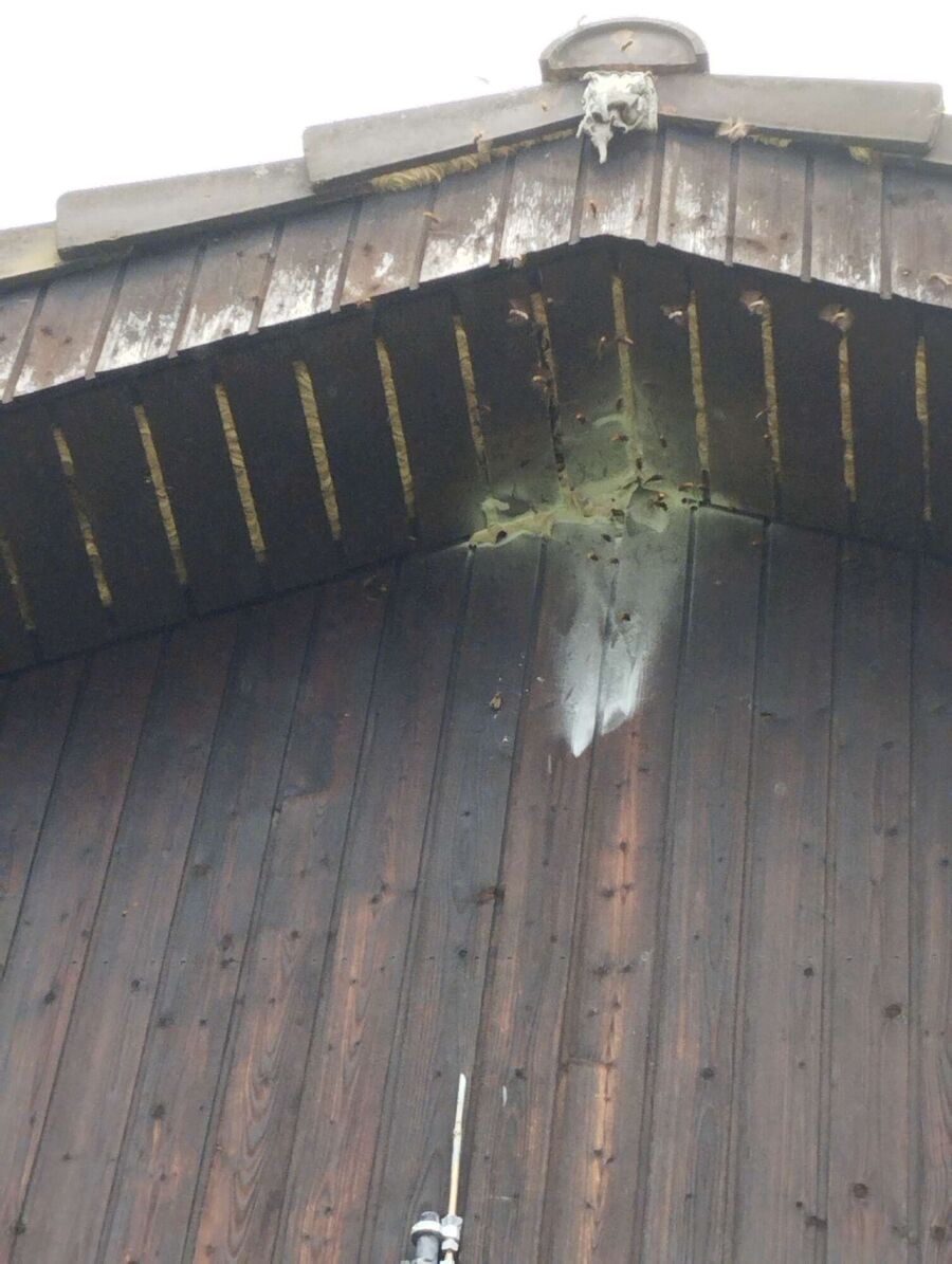  Bienennest entfernen.jpeg