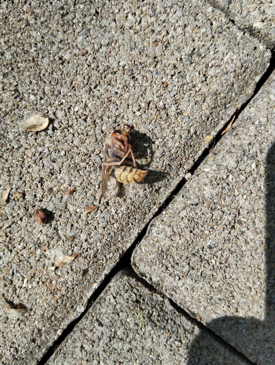  Bienennest entfernen