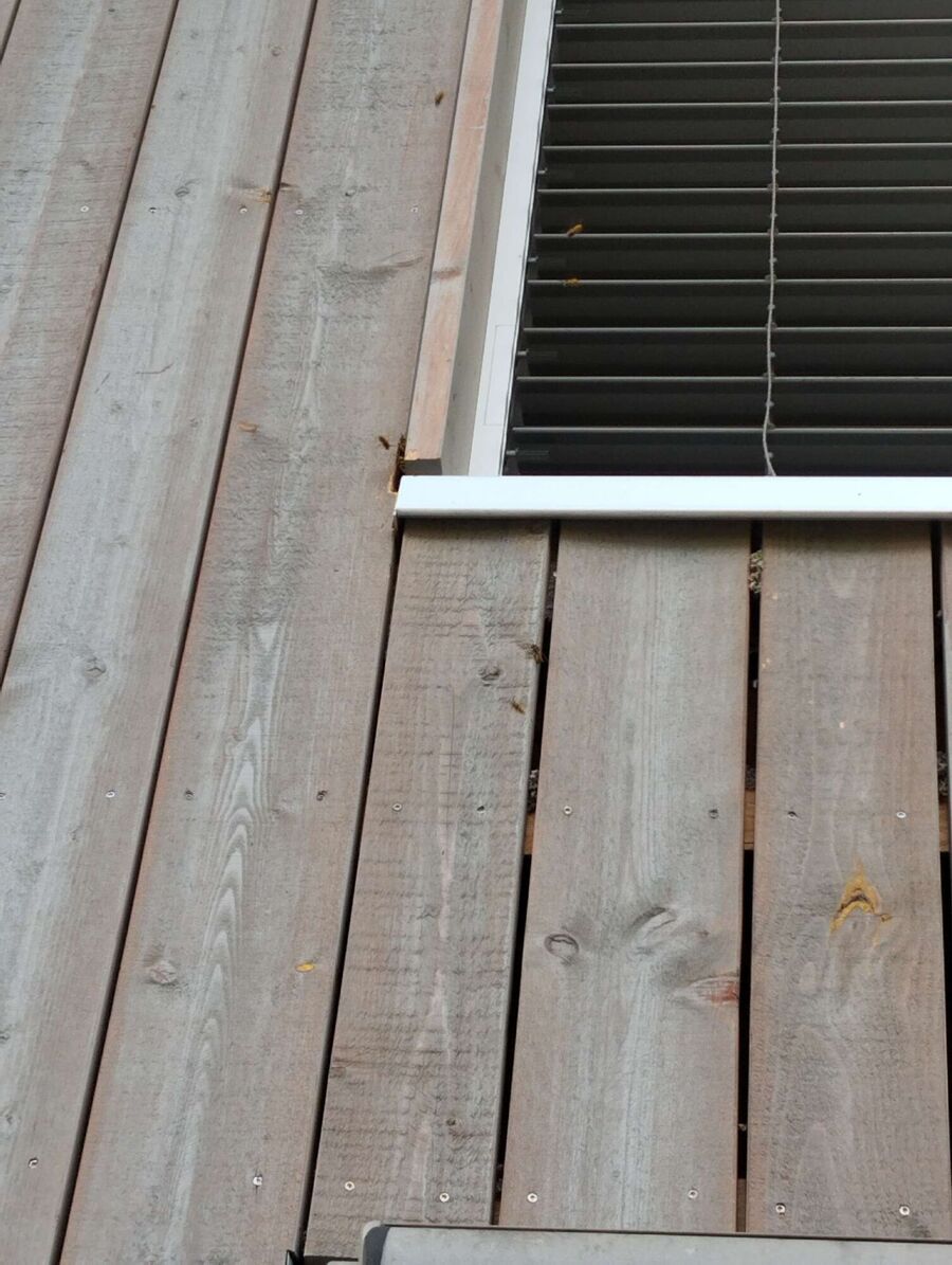  Bienennest entfernen