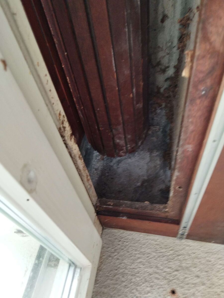  Bienennest entfernen