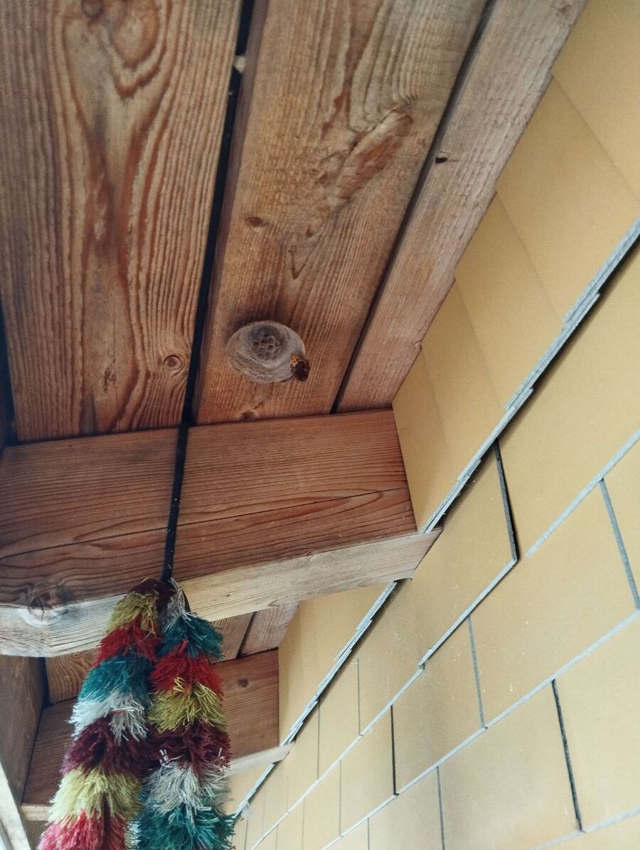 bienennest-am-haus-entfernen.jpg