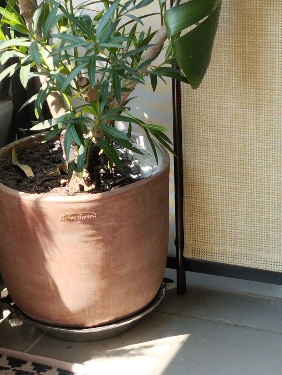  Bienennest entfernen