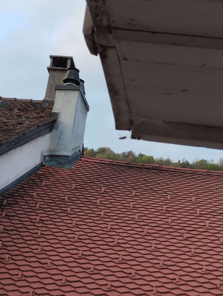 Bienen umsiedeln &  Bienennest entfernen 