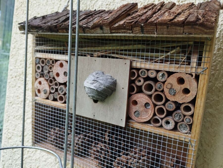 bienennest-am-haus-entfernen.jpg