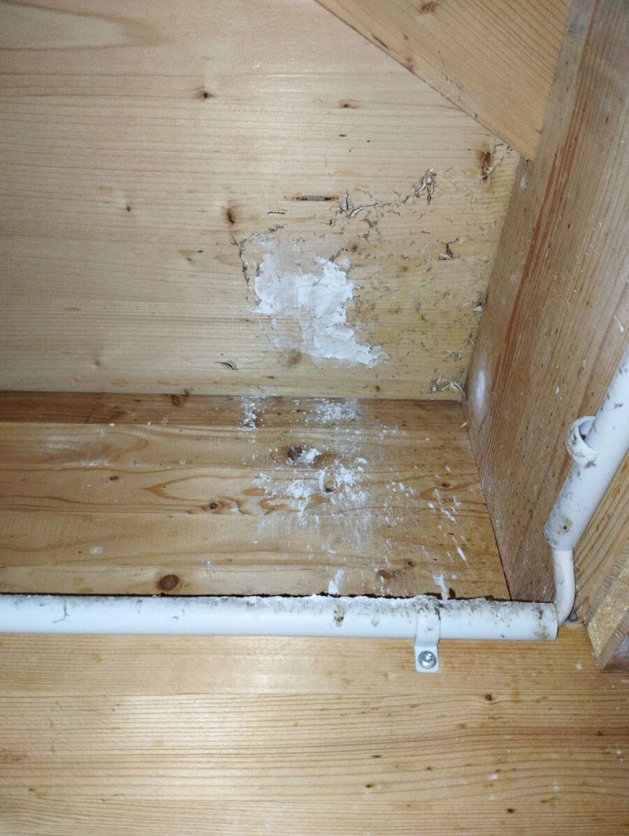  Bienennest entfernen