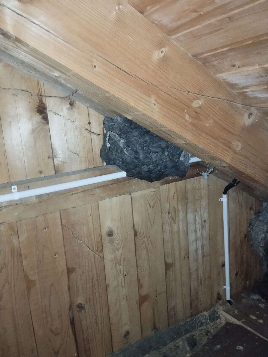 Bienen umsiedeln &  Bienennest entfernen 