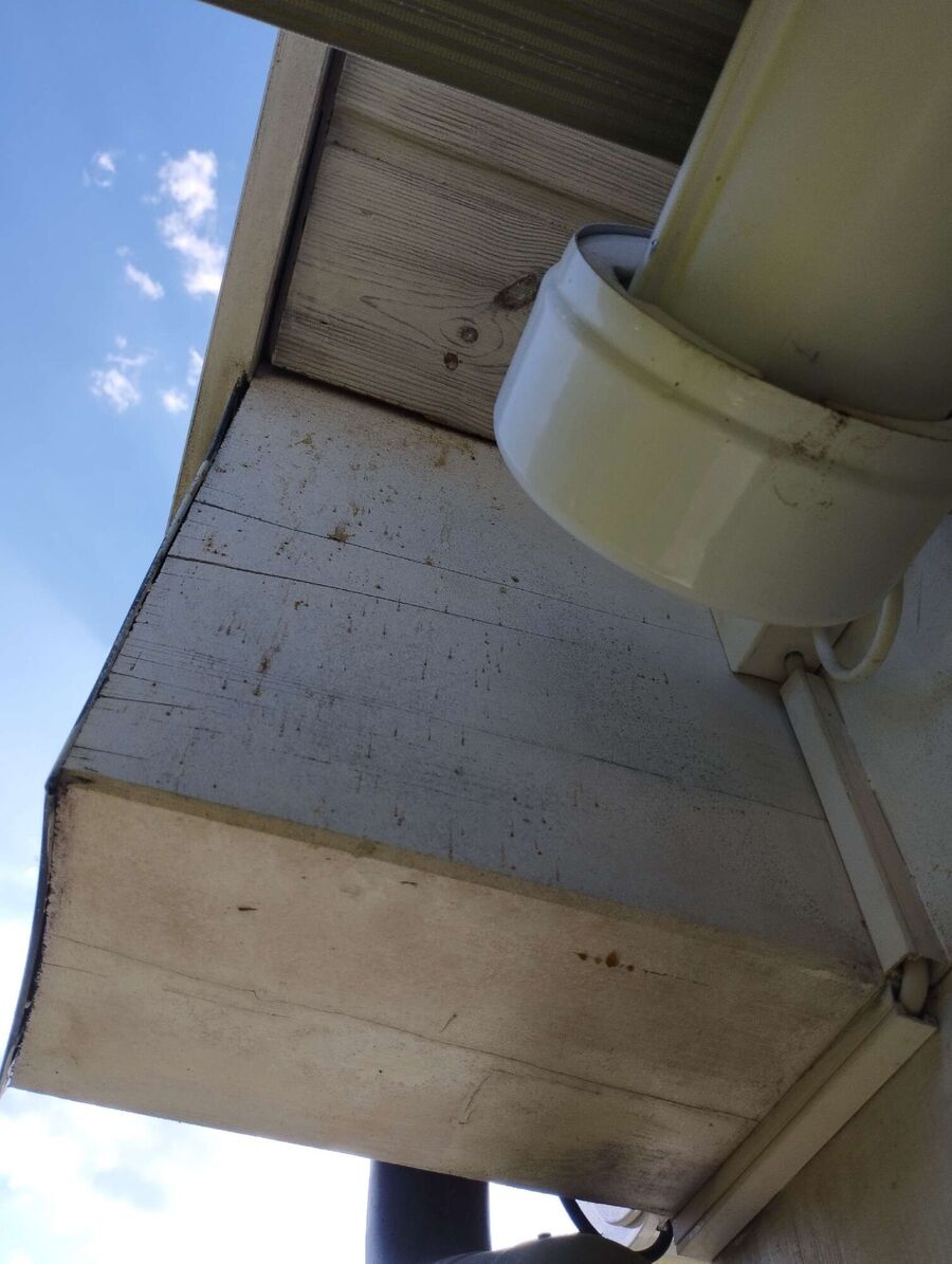  Bienennest entfernen