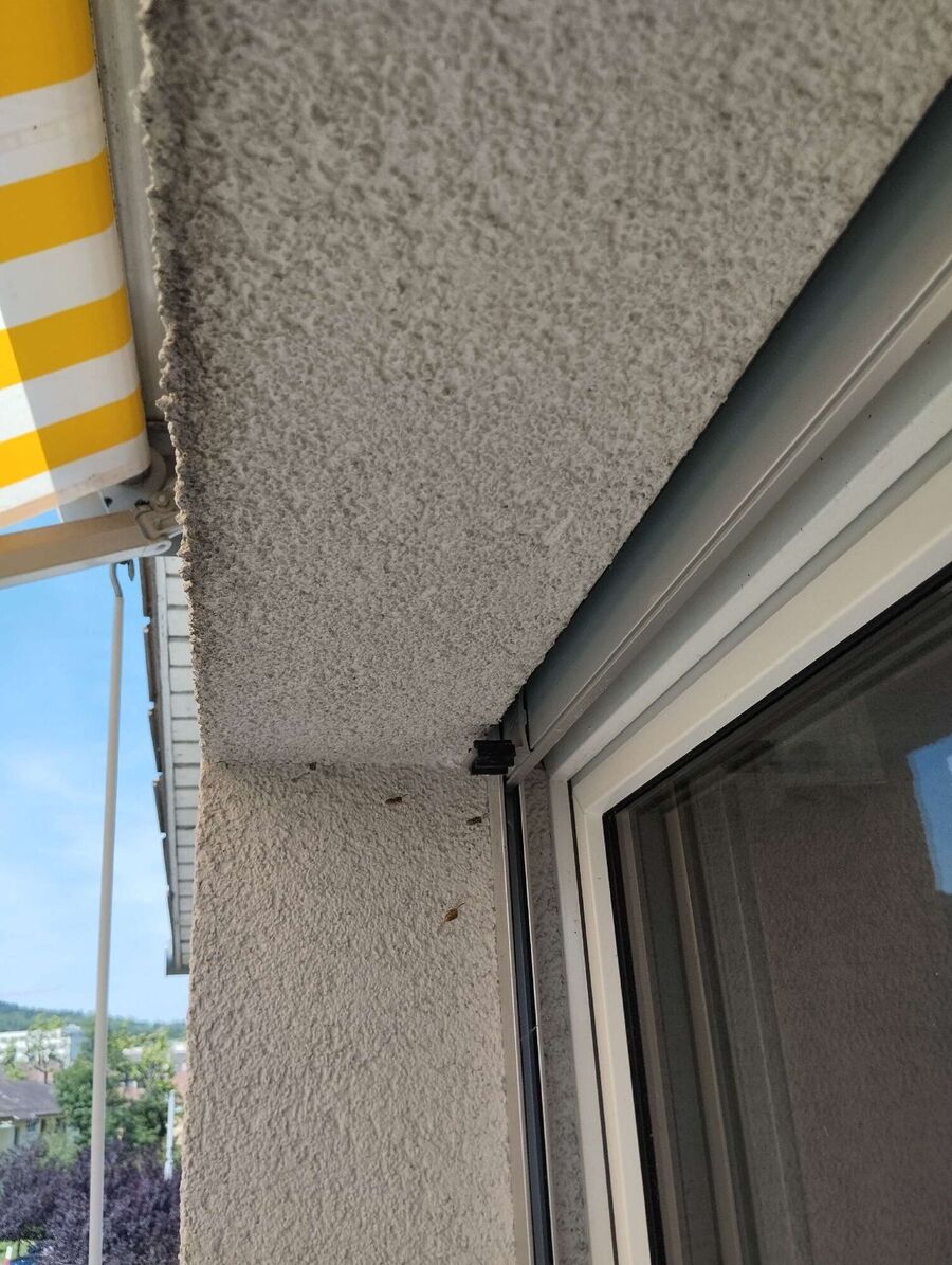 Bienen umsiedeln &  Bienennest entfernen 