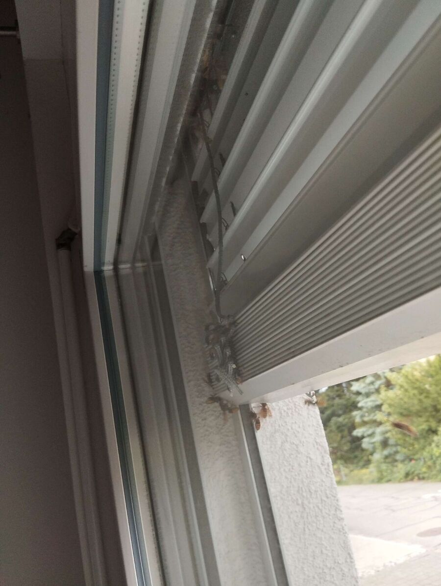  Bienennest entfernen.jpeg