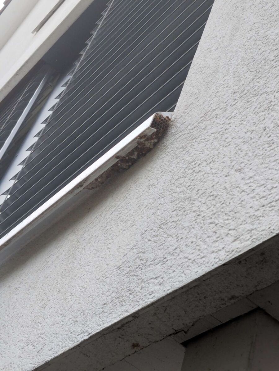  Bienennest entfernen