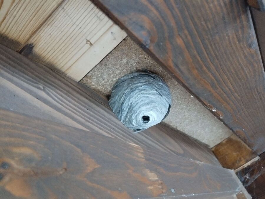 Bienen umsiedeln &  Bienennest entfernen 