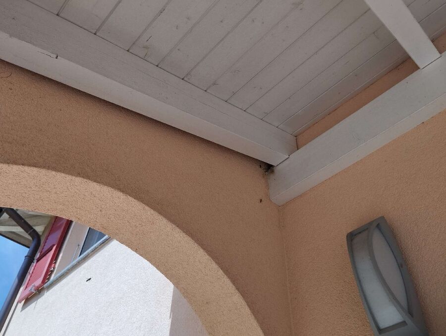  Bienennest entfernen