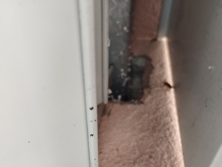 Bienen umsiedeln &  Bienennest entfernen 