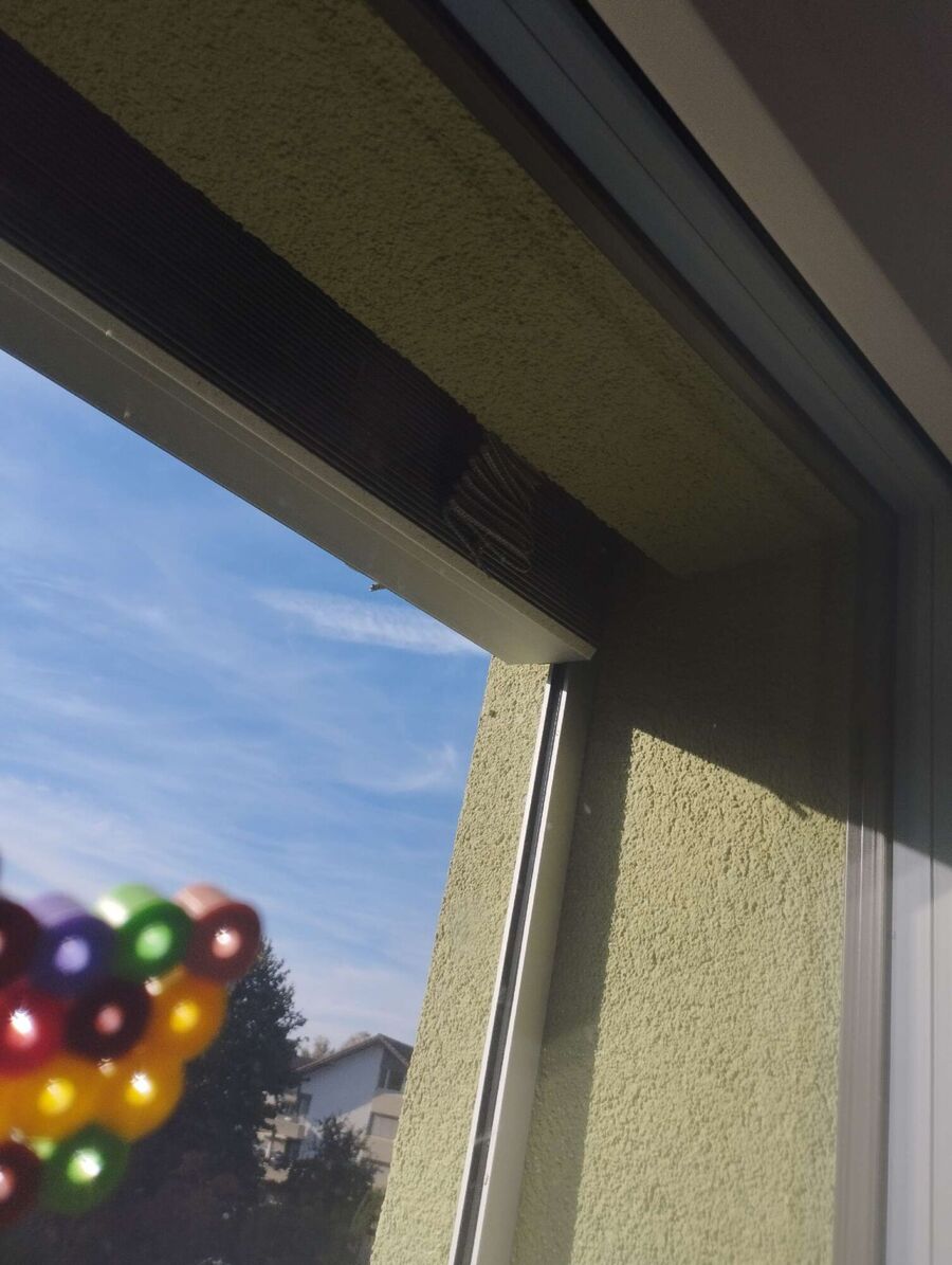 Bienen umsiedeln &  Bienennest entfernen 