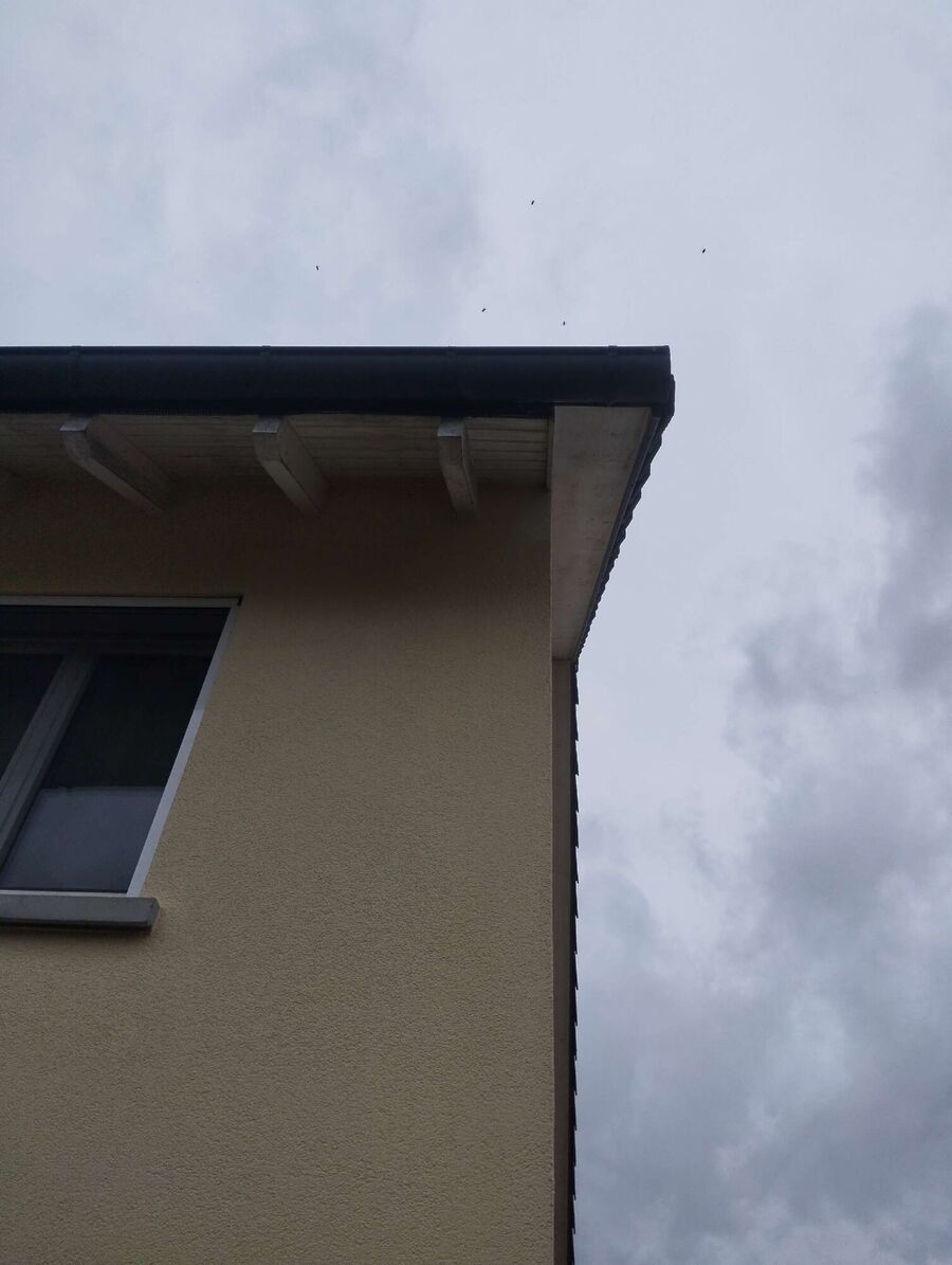 bienennest-am-haus-entfernen.jpg