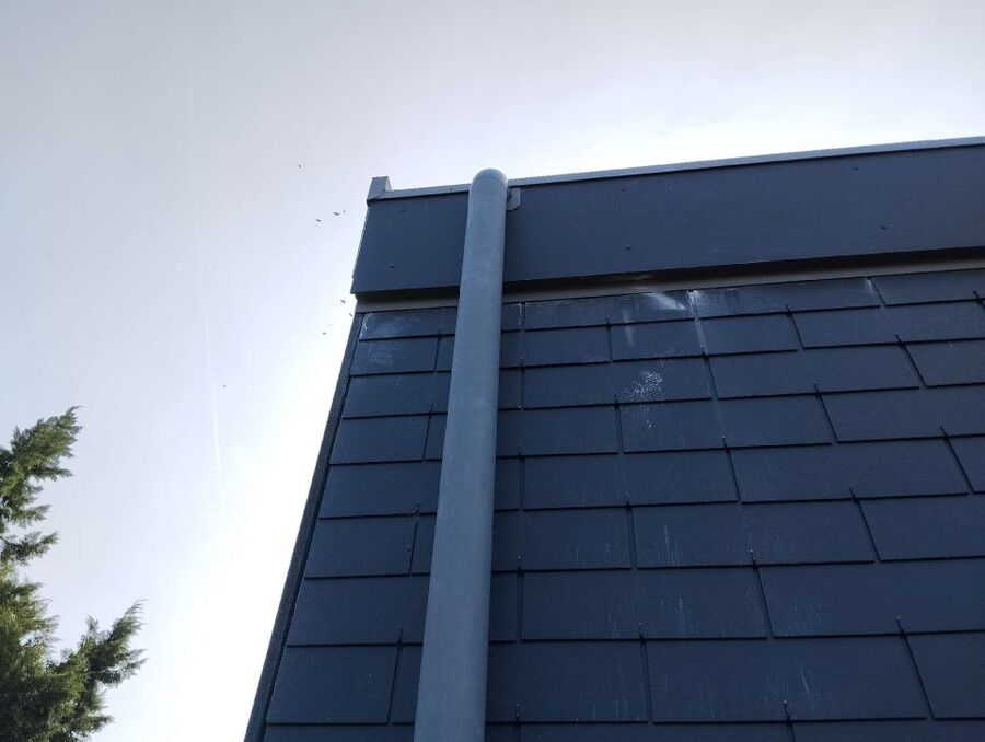 Bienen umsiedeln &  Bienennest entfernen 