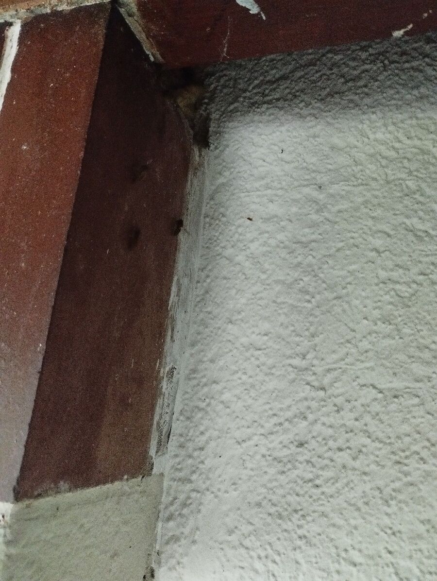 Bienen umsiedeln &  Bienennest entfernen 