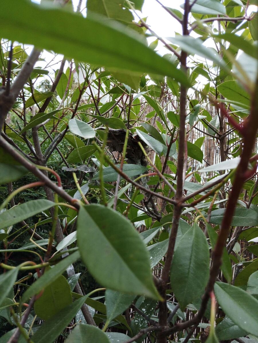  Bienennest entfernen.jpeg