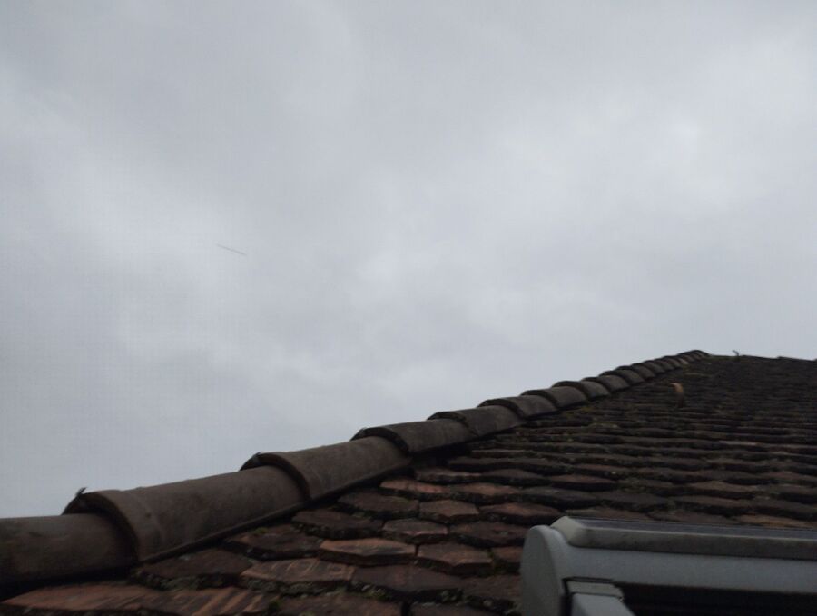  Bienennest entfernen