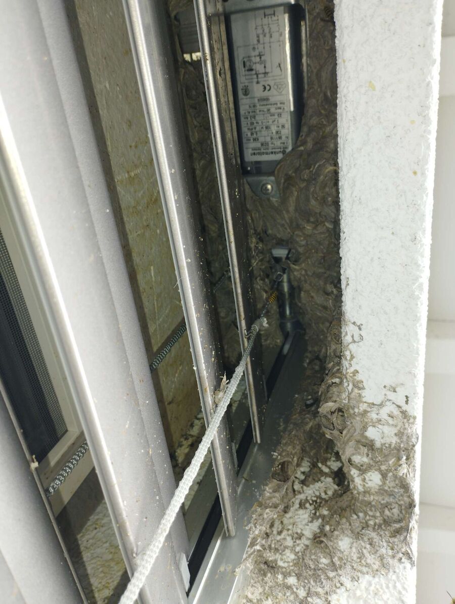  Bienennest entfernen.jpeg