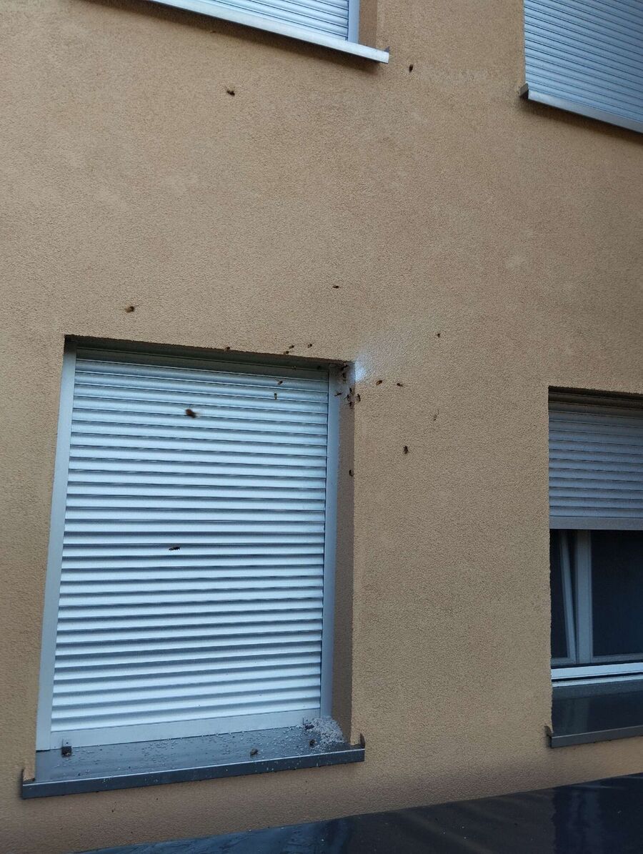  Bienennest entfernen.jpeg