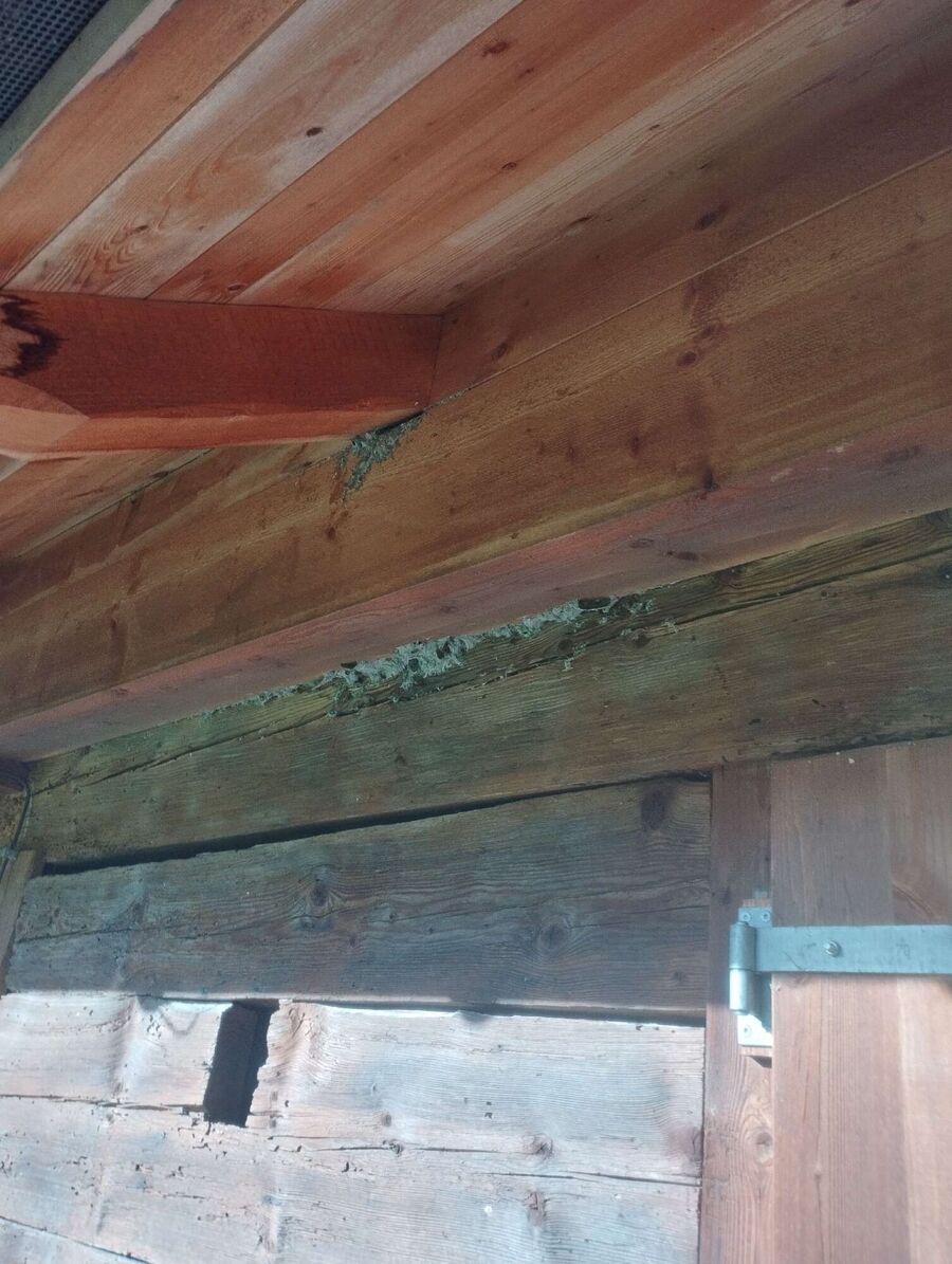  Bienennest entfernen