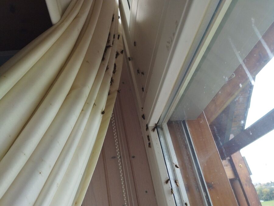 Bienen umsiedeln &  Bienennest entfernen 