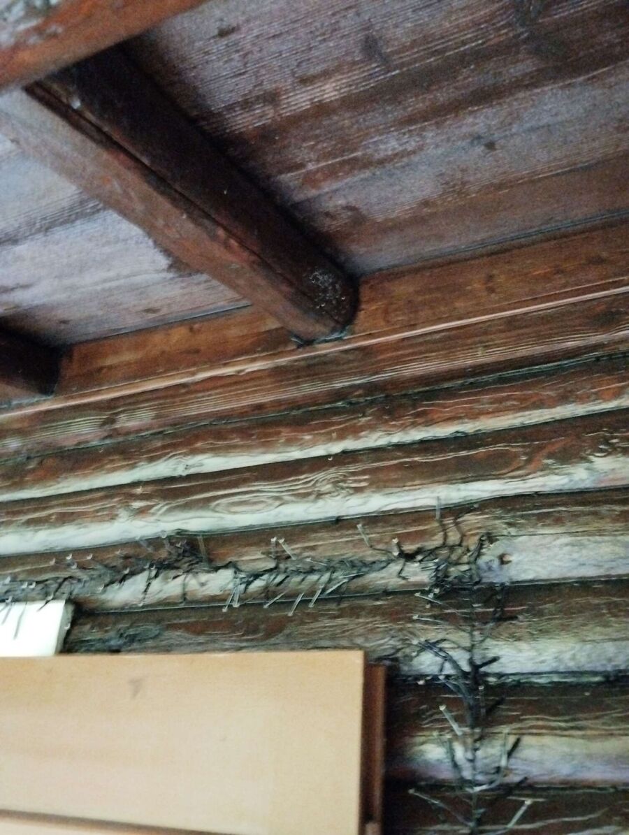  Bienennest entfernen.jpeg