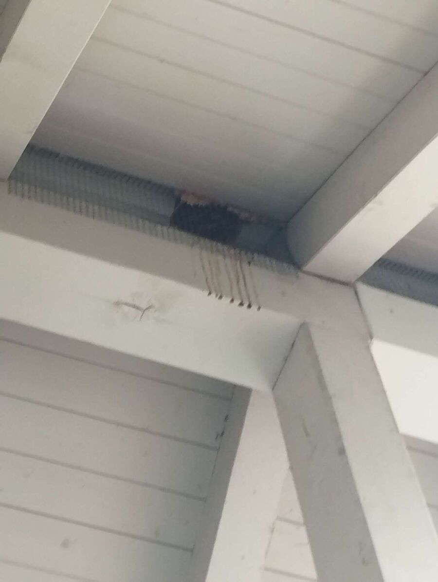  Bienennest entfernen.jpeg