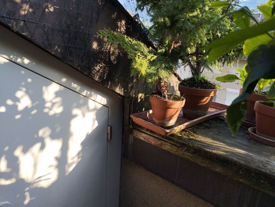  Bienennest entfernen.jpeg