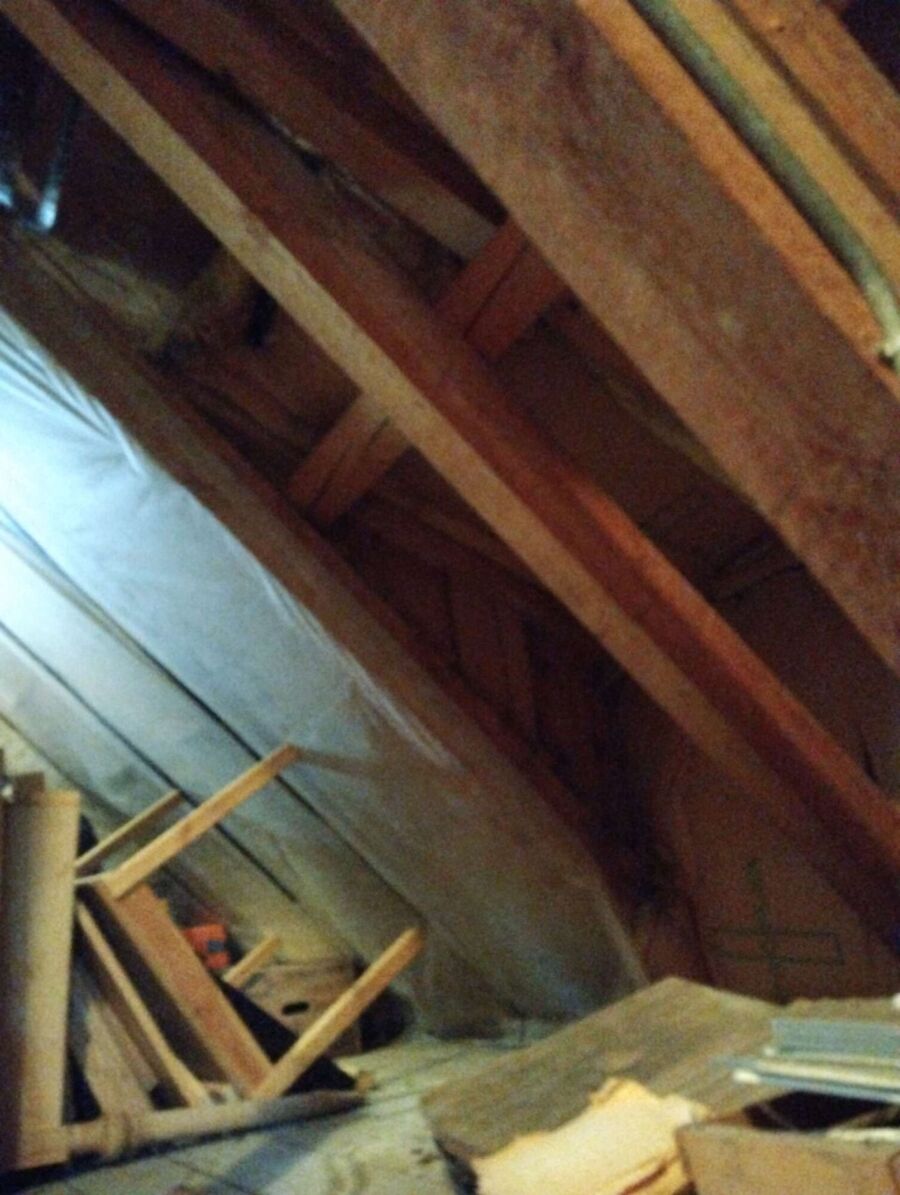 Bienen umsiedeln &  Bienennest entfernen 