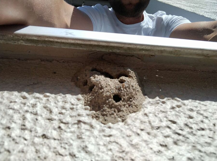 Bienen umsiedeln &  Bienennest entfernen 