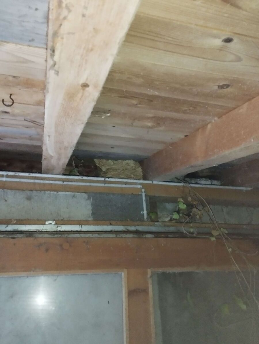  Bienennest entfernen