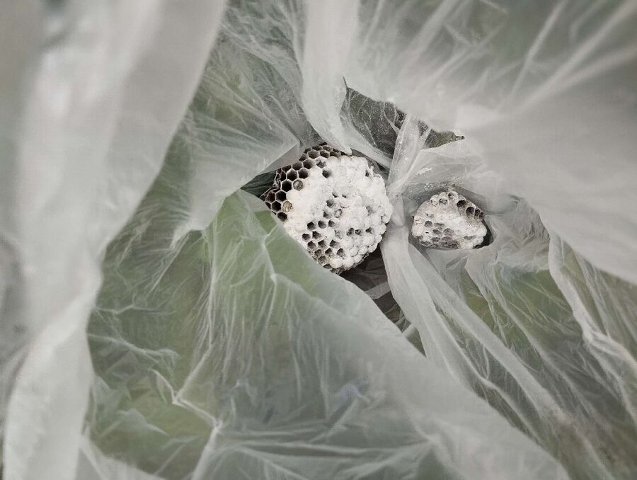  Bienennest entfernen