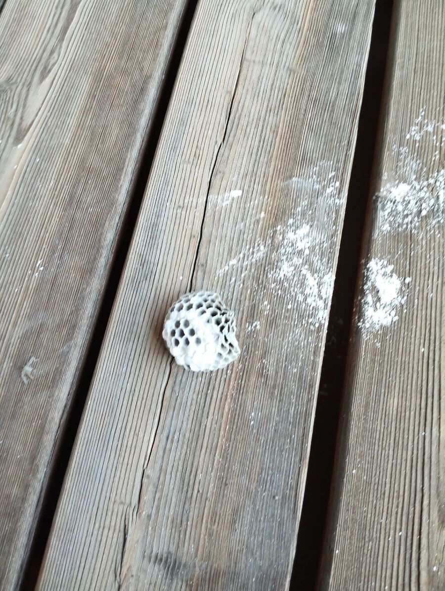  Bienennest entfernen.jpeg