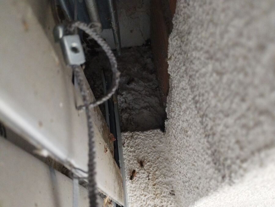  Bienennest entfernen