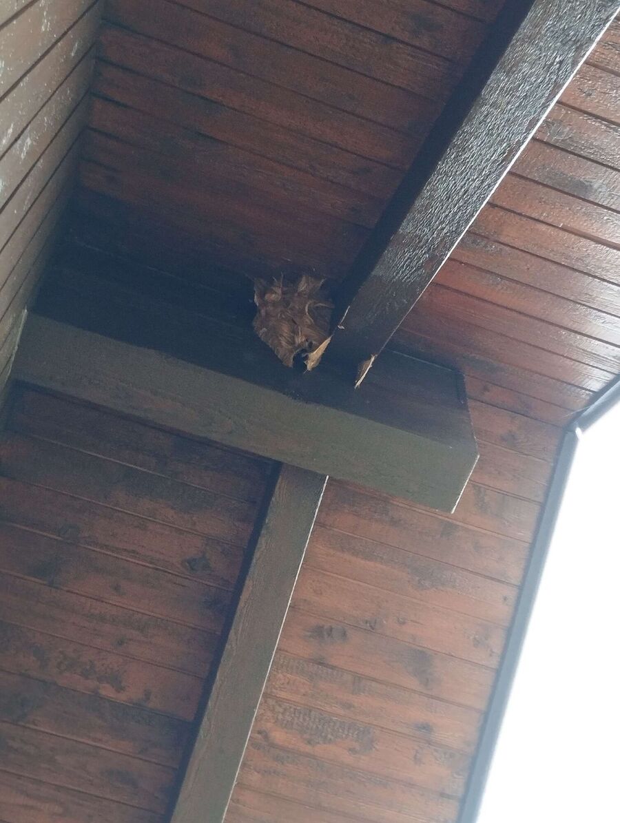  Bienennest entfernen