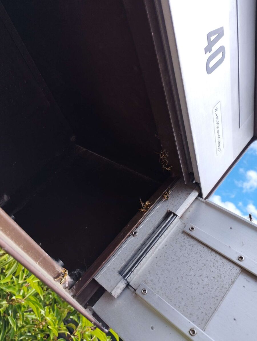 Bienen umsiedeln &  Bienennest entfernen 