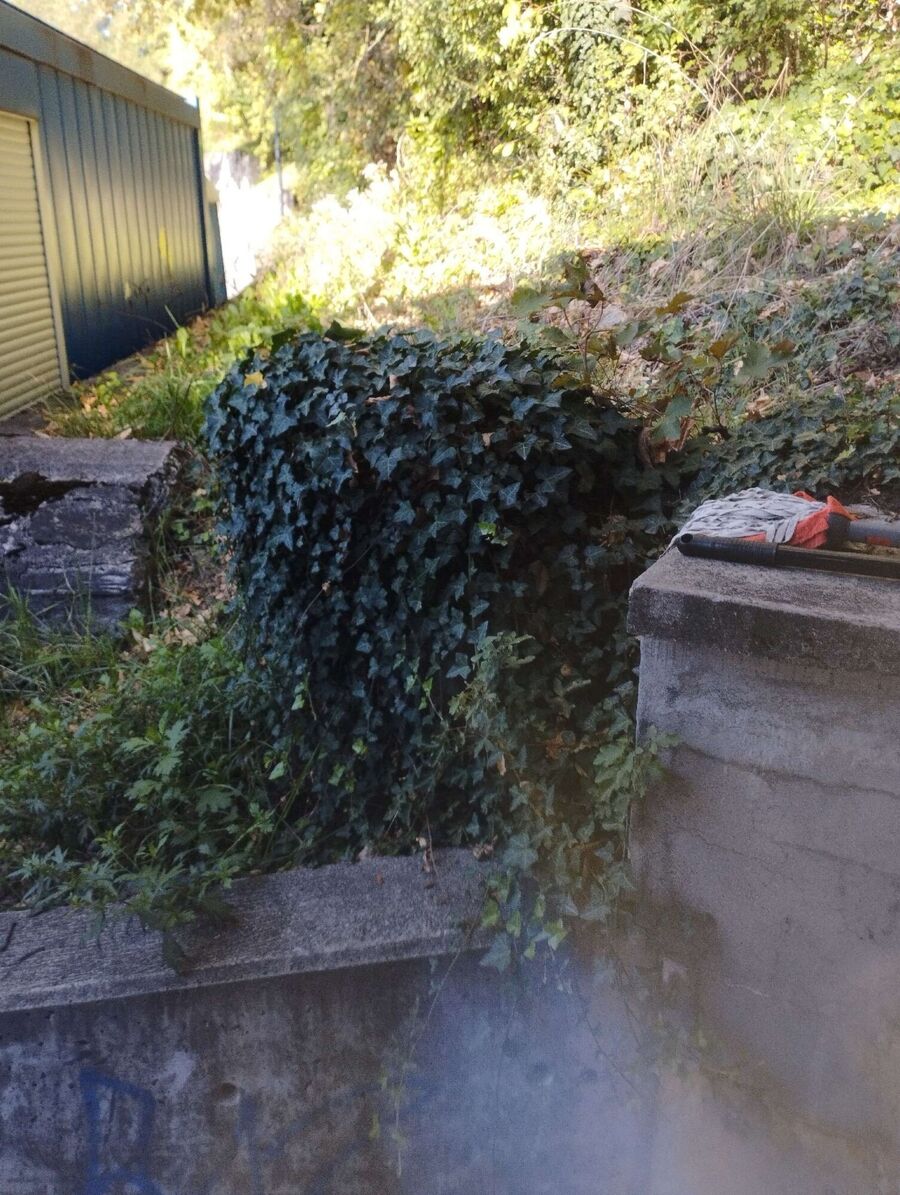 Bienen umsiedeln &  Bienennest entfernen 