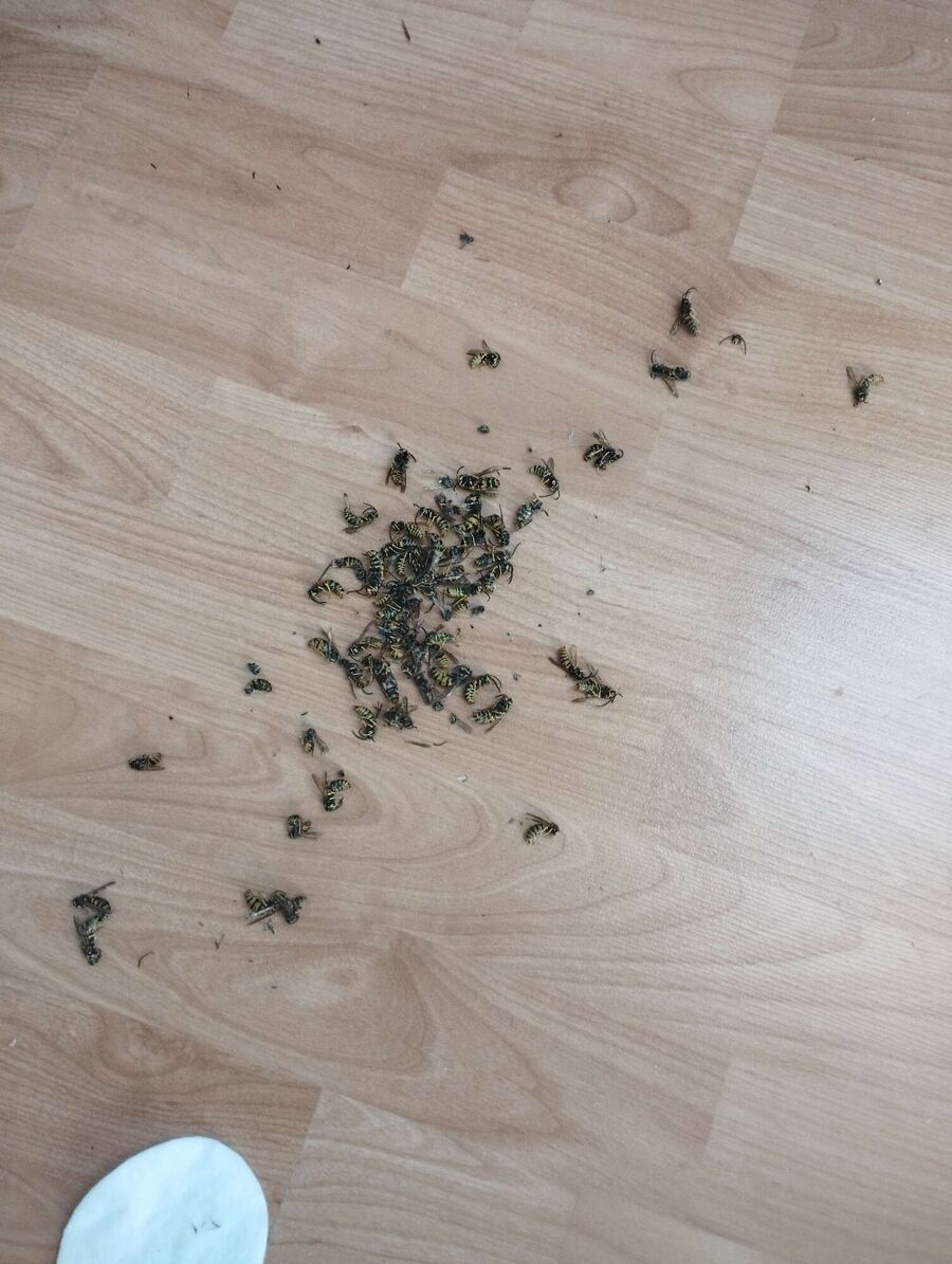  Bienennest entfernen.jpeg