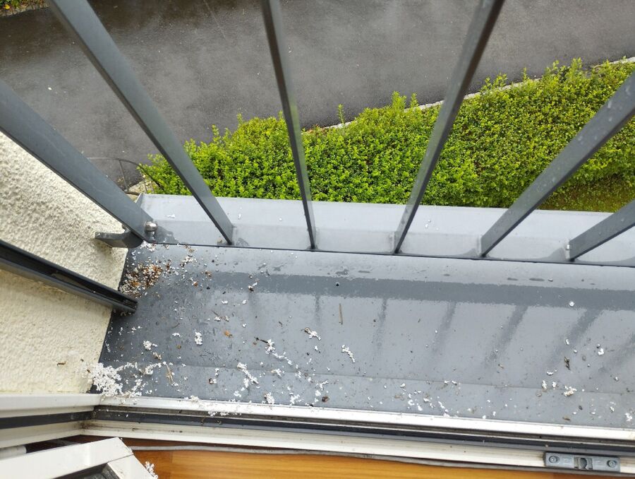  Bienennest entfernen.jpeg