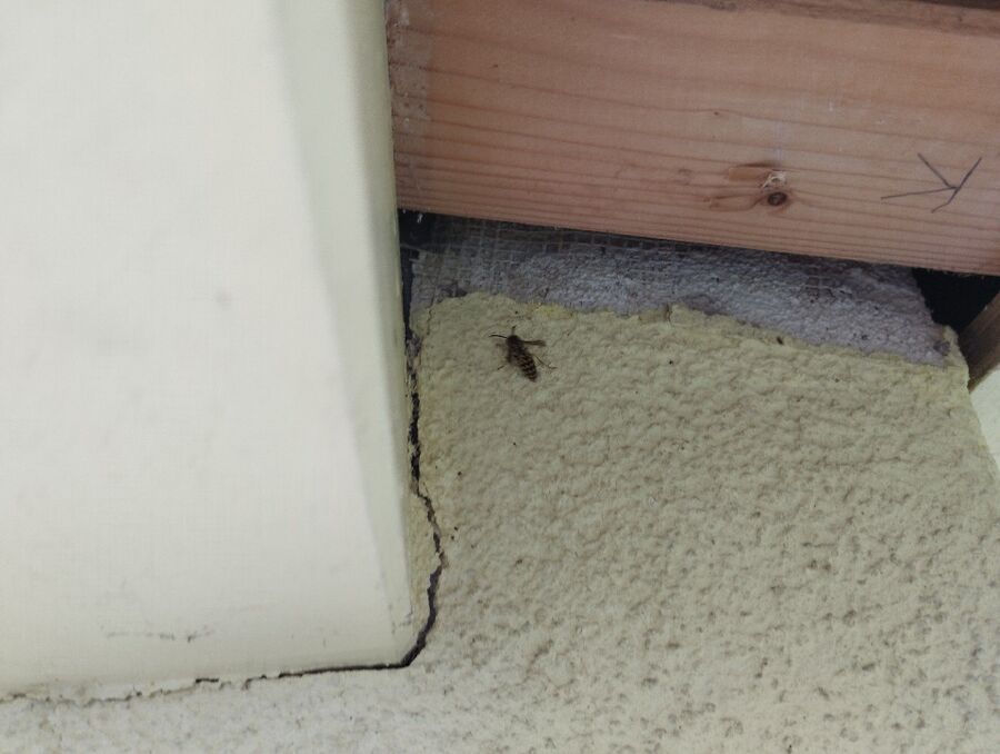  Bienennest entfernen