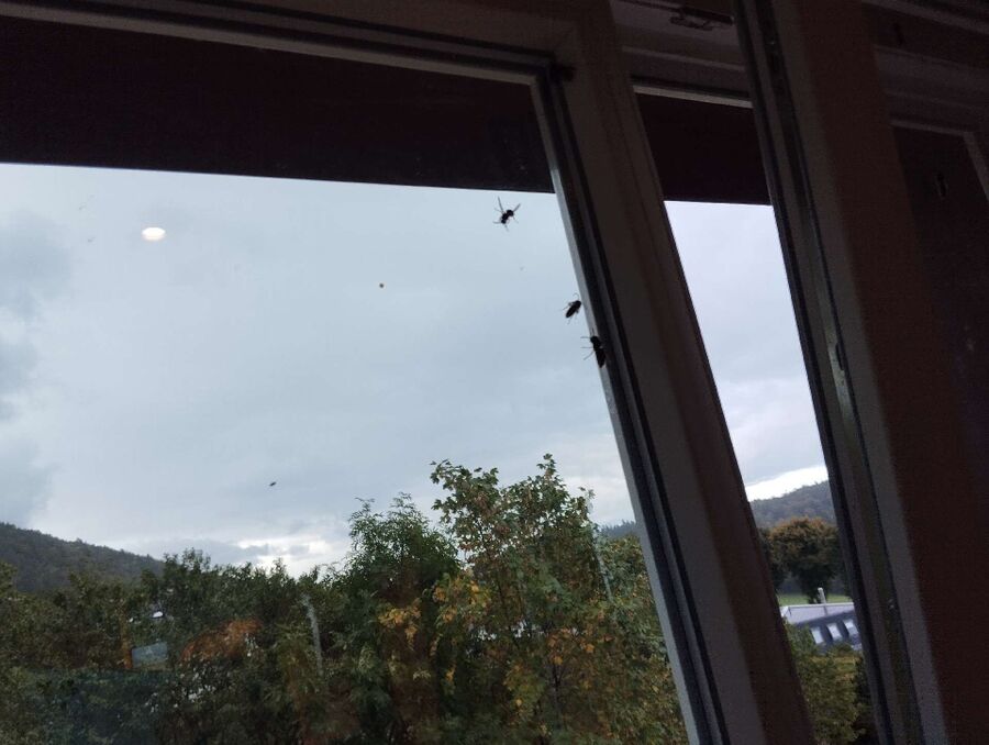 Bienen umsiedeln &  Bienennest entfernen 