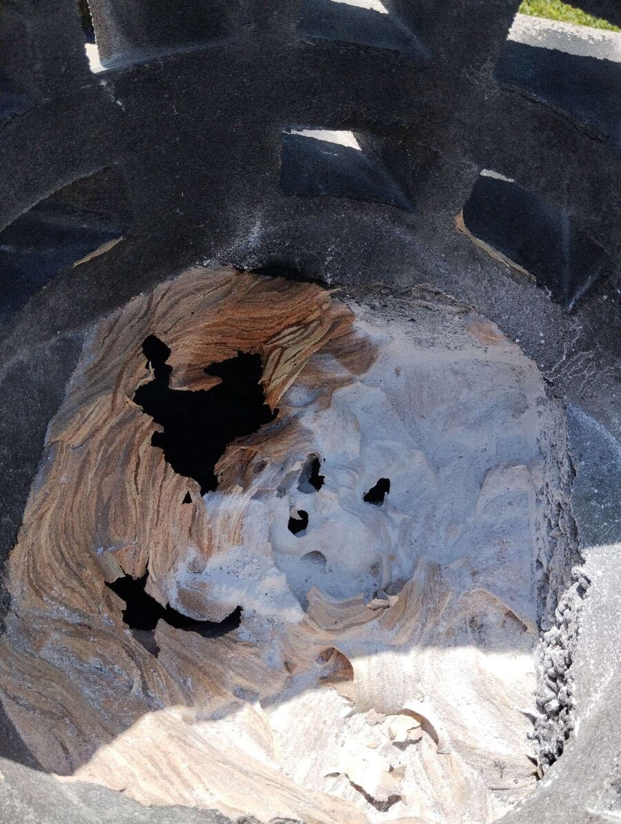 Bienen umsiedeln &  Bienennest entfernen 